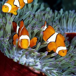 Meet your Posher, Paul